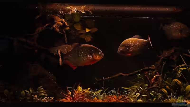 Dämmerlicht.  von Cariba (4)