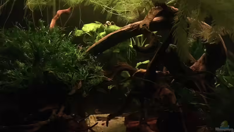 Dämmerung  von Ottche (14)