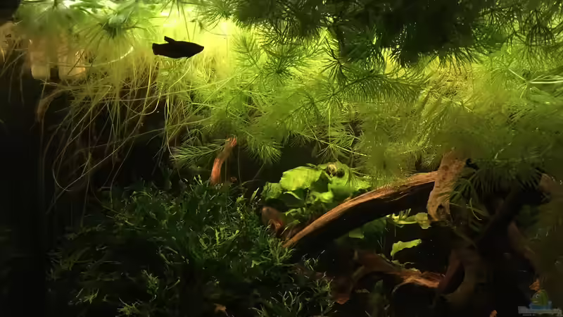 Dämmerung  von Ottche (19)