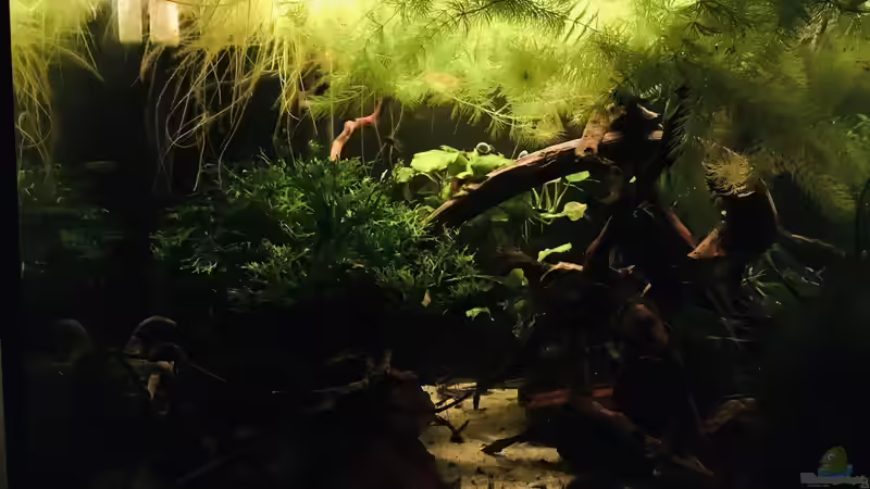 Dämmerung  von Ottche (8)