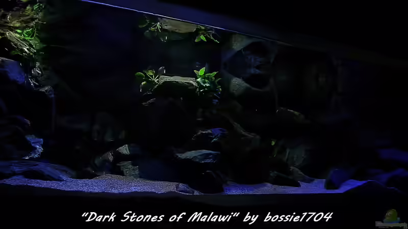 Dämmerung 22.12.12 von bossie1704 (22)