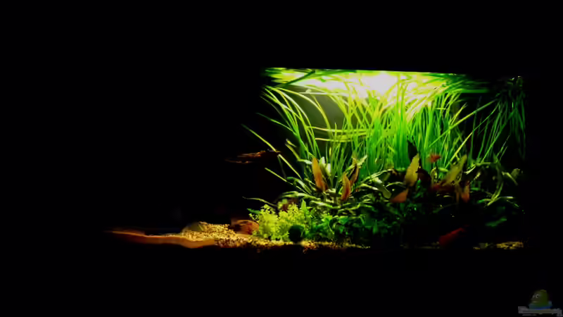 Dämmerung (Licht wirkt auf Foto zu grell, 12.1.2013) von NicoleZH (4)