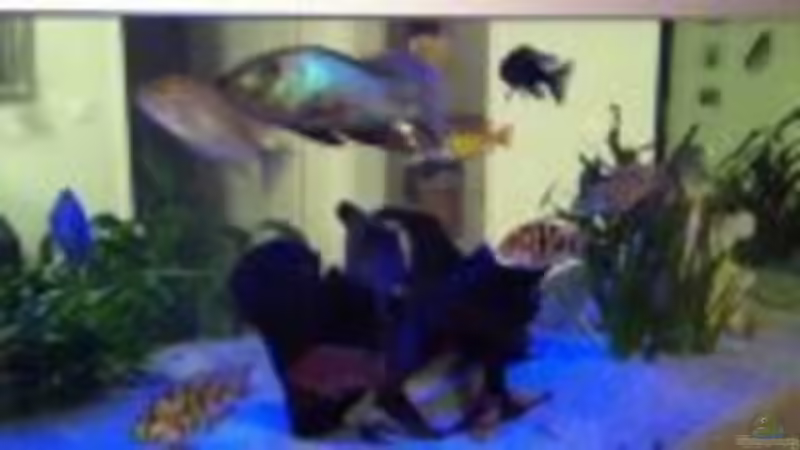 Dämmerung von Jennifer Clee (10)