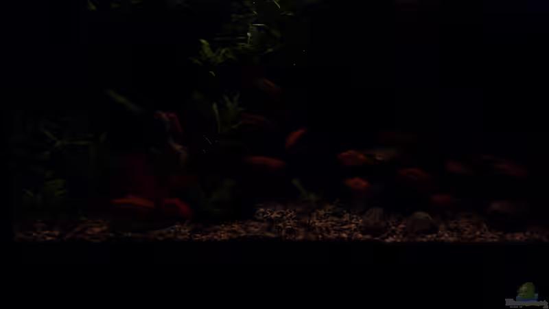 Dämmerung von Stefano83 (37)