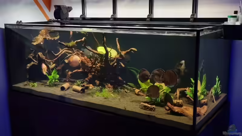 Dämmerung von The_Lizardking (14)