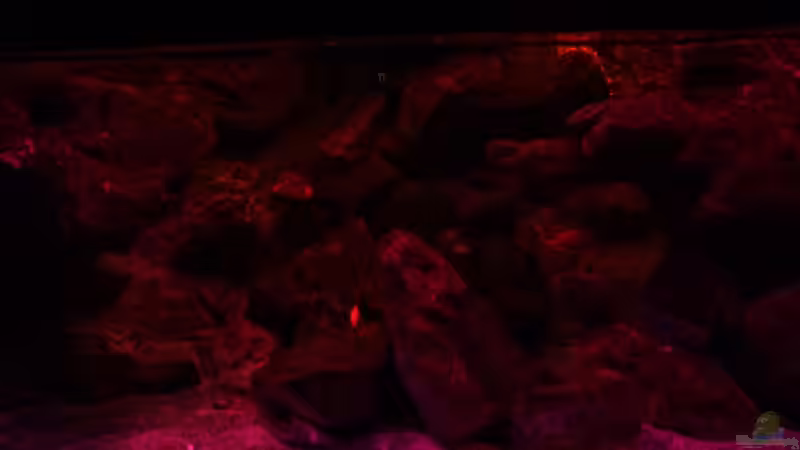 Dämmerung von wadde (14)