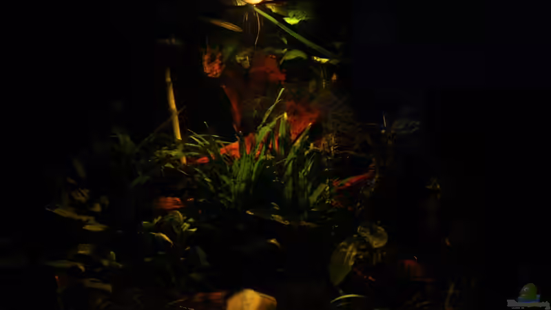 Dämmerungs Beleuchtung von Der Buschfisch (6)