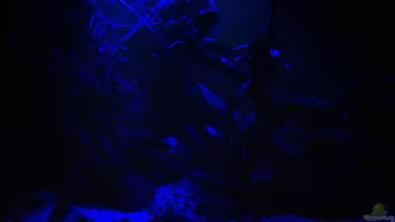 Dämmerungslicht aus 20 LEDs von Aquarianer Rü (3)