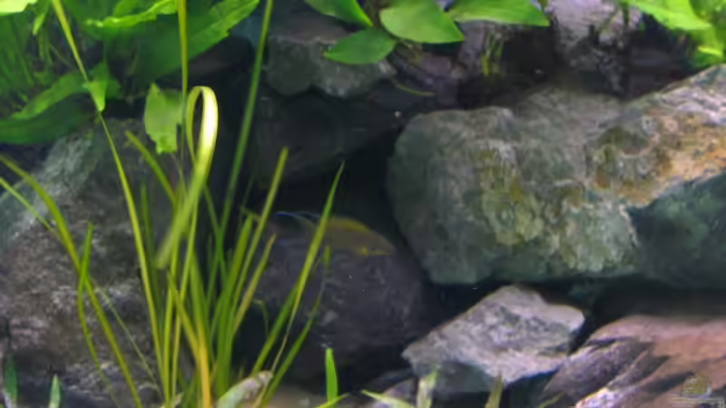 Daffodil von Artur Schumacher (9)