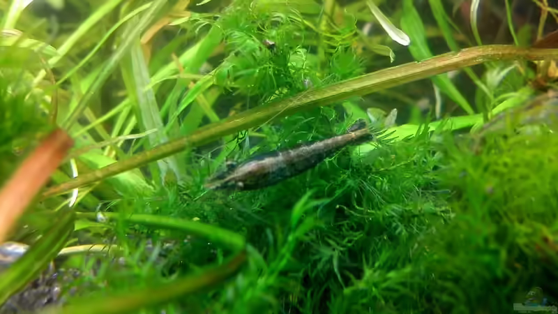 Daher kommt wohl der Name?! von @mazonas (55)