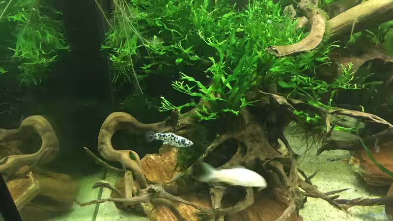 Dalmatiner Molly,Albino Metallpanzerwels  von Ottche (57)