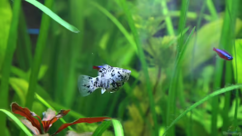 Dalmatiner-Molly-Dame von Oli M. (18)