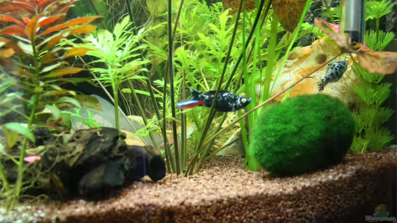 Dalmatiner-Molly von Oli M. (10)