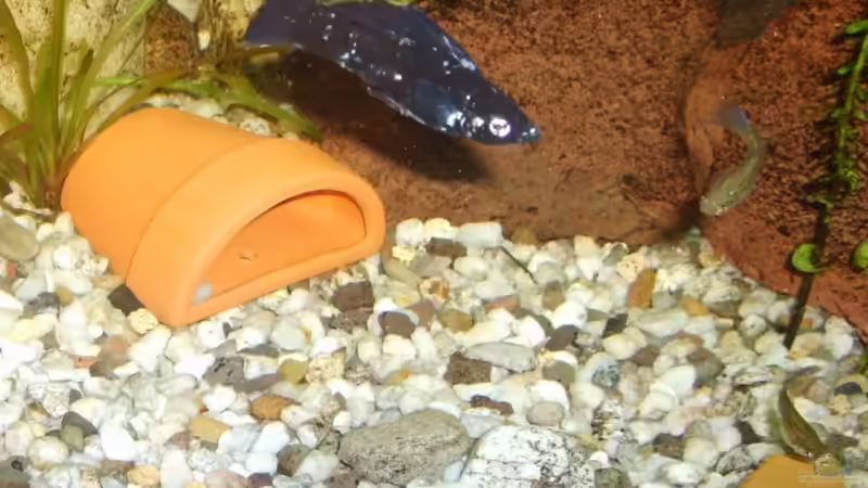 Dalmatiner Molly von Silke Schlüter (8)