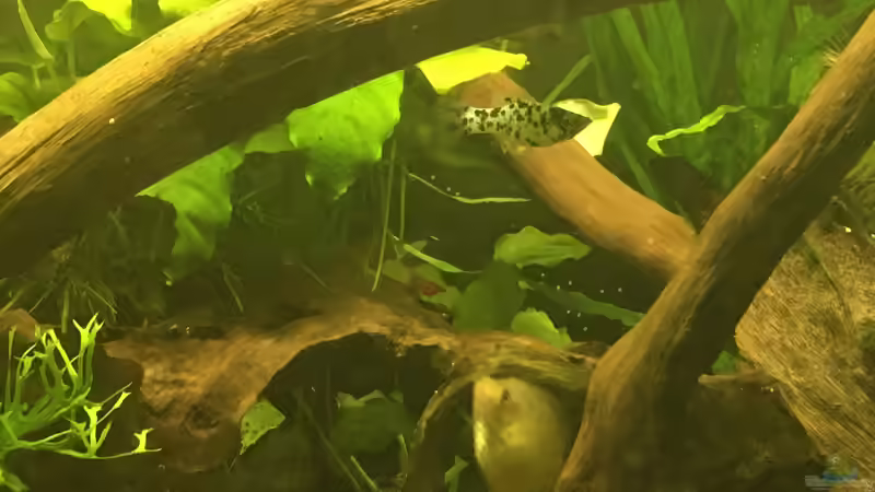 Dalmatiner Molly,Zwergfadenfischweibchen  von Ottche (58)