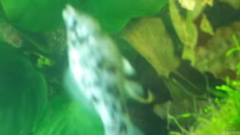 Dalmatiner Platy von Nixe1991 (11)