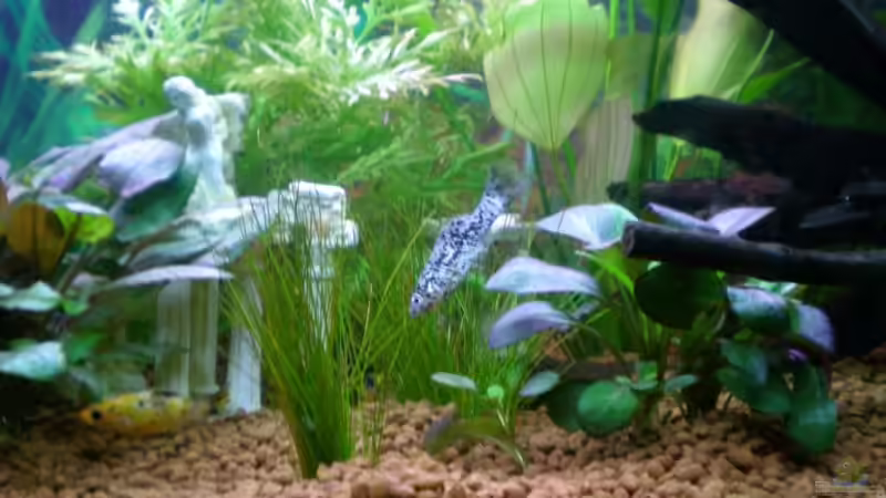 Dalmatinermolly weibchen von Meli (15)