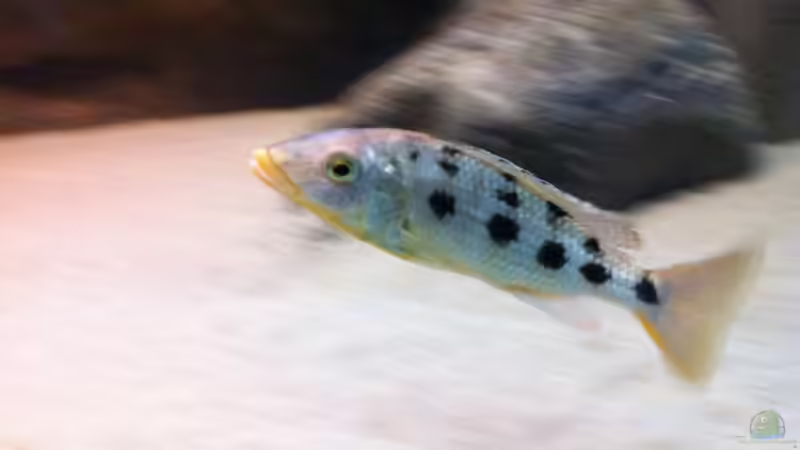 Dame  von Dynnarts (36)