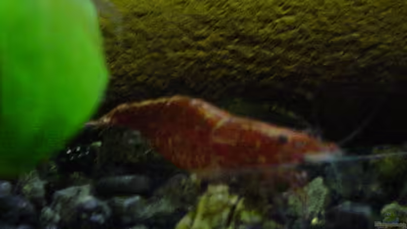 Dame mit einern von MichaelS (3)