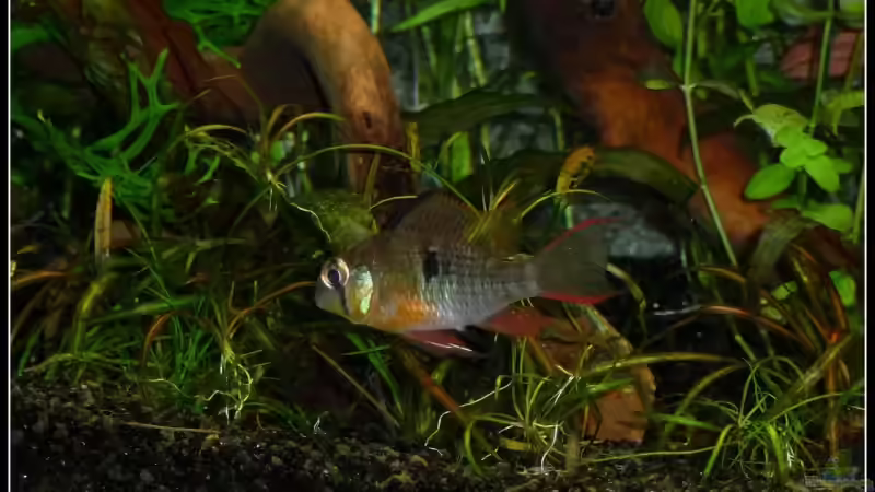 Dana Scully von *Dominique* (25)