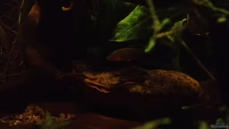 Danio + Cory von Pillemann77 (19)