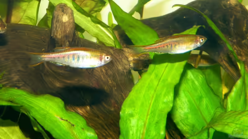 Einrichtungsbeispiele für Aquarien mit Danio choprae (Rubinbärbling)