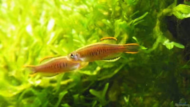 Danio Choprae in ihrer Prachtfärbung - 19.06.2011 von bergfrau (57)