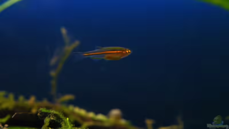 Danio Choprae Nachwuchs am 01.10.2010 - zurück bei den Eltern von bergfrau (57)