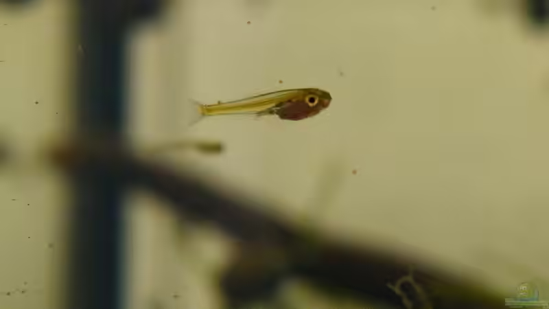 Danio Choprae Nachwuchs am 11.09.2010 - ca. 7-8 mm von bergfrau (54)
