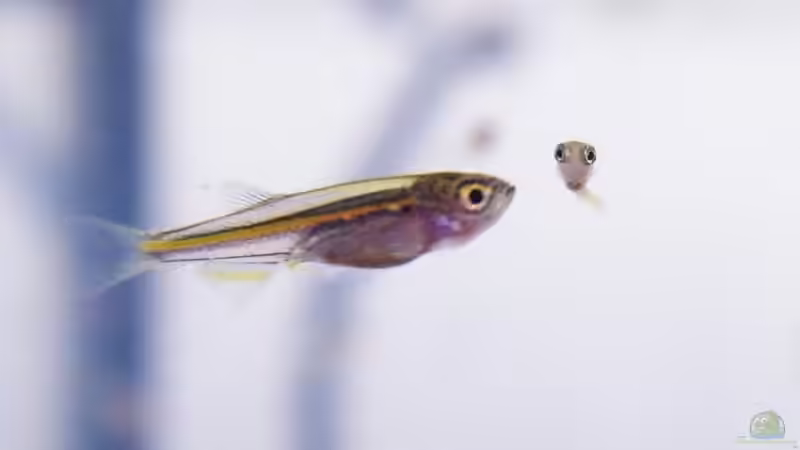 Danio Choprae Nachwuchs am 20.09.2010 - ca. 10-12 mm von bergfrau (56)