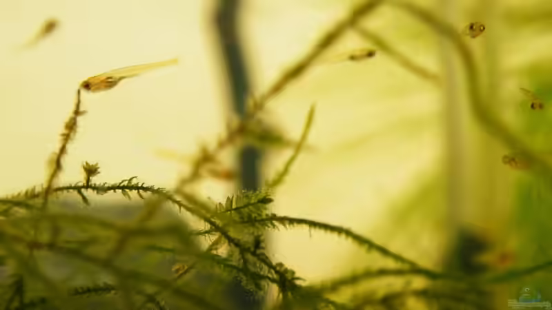 Danio Choprae Nachwuchs ca. 4 Wochen alt, 7-8 mm lang am 09.09.2010 von bergfrau (53)