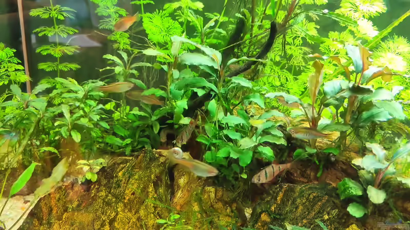 Danio choprae sind einfach zu schnell für Fotos.  von Max Wolf (8)