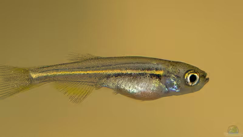 Danio Kerri - Inselbärbling (Jungfisch) von -Der Österreicher- (21)