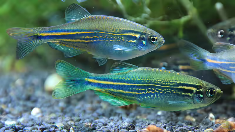 Danio kerri im Aquarium halten (Einrichtungsbeispiele für Inselbärbling)