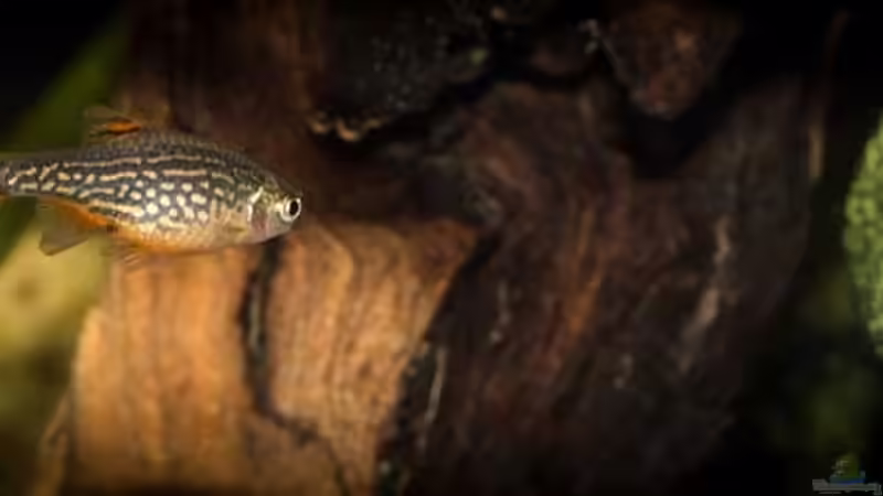 Danio margaritatus .. tolle Zeichnung ...  von AjakAndi (27)