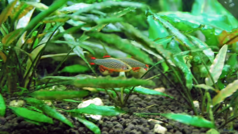 Danio margaritatus , in action von lomarraco (68)