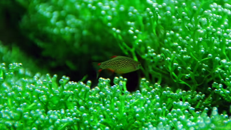 Danio margaritatus 1 von lomarraco (67)