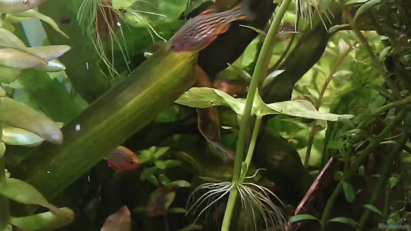 Danio margaritatus nicht einfach zu ´knipsen´ von El Hein (25)