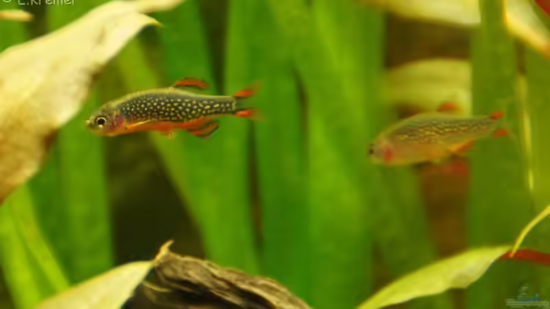 Danio margaritatus (Perlhuhnbärbling Galaxy Zwergbärbling) von E.KREMER (4)