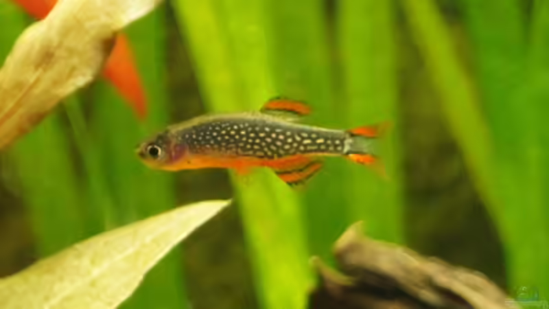 Danio margaritatus (Perlhuhnbärbling Galaxy Zwergbärbling) von E.KREMER (6)