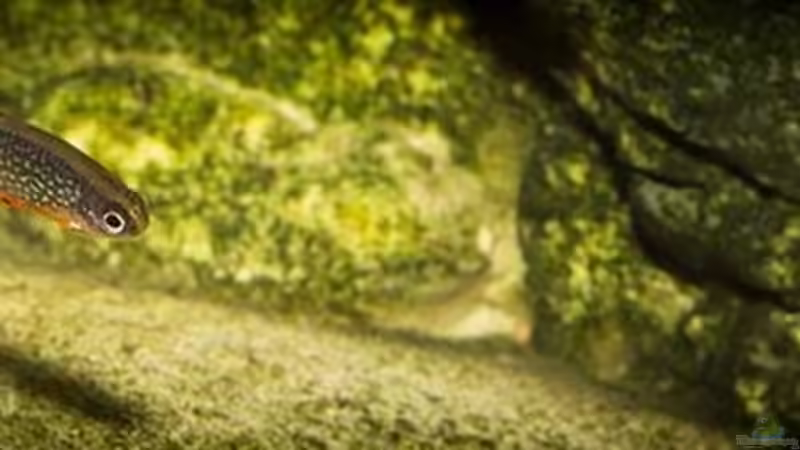 Danio margaritatus von AjakAndi (26)