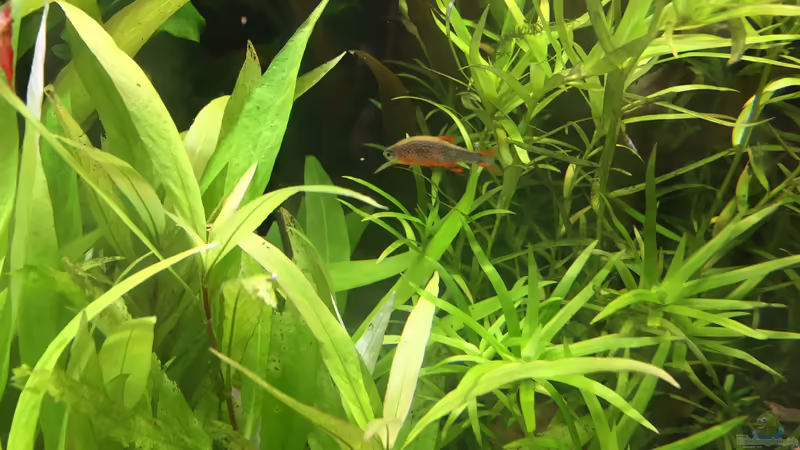 Danio margaritatus von Danny (39)