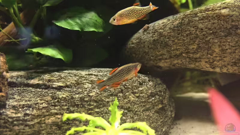 danio margaritatus von Fäbi_CH (25)