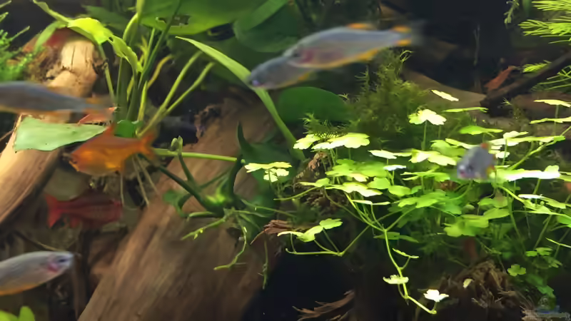 Danio margaritatus (zu schnell für gute Fotos) von Danny (53)