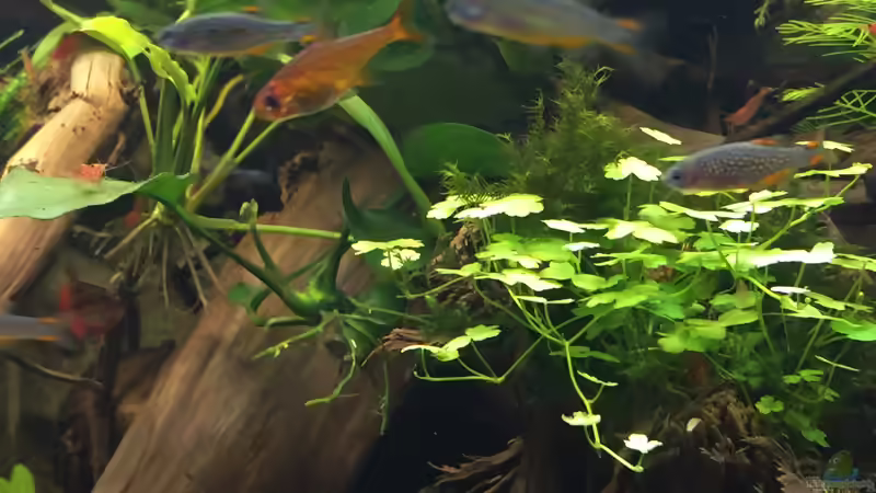 Danio margaritatus (zu schnell für gute Fotos) von Danny (57)