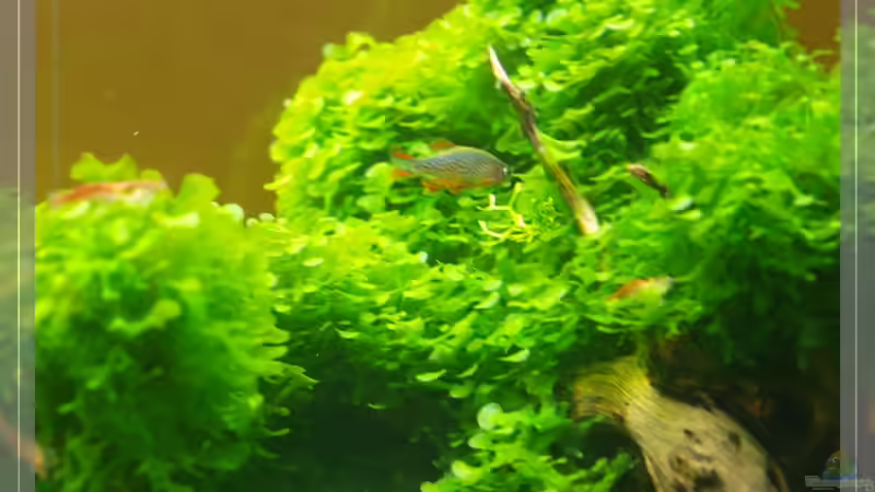Danio margiratatus von Pseudomugil (16)