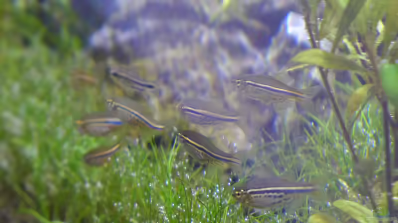 Danio nigrofasciatus - Tüpfelbärbling von Dreadnought (21)