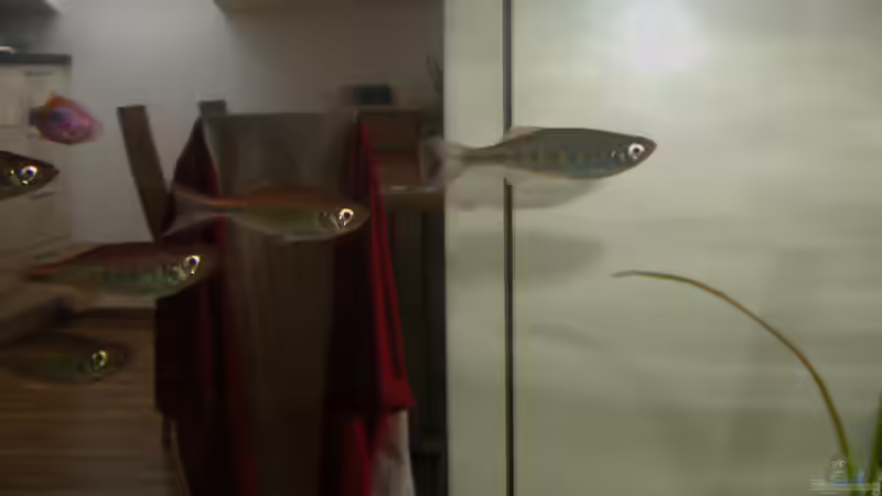 Danio Pathirana von Alex Dihu (15)