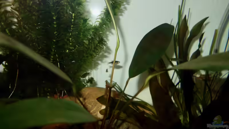 Danio tinwini im Aquarium halten (Einrichtungsbeispiele für Zwergleopardbärblinge)