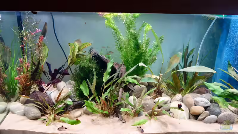 DanioTempel von NOWI1976 (1)